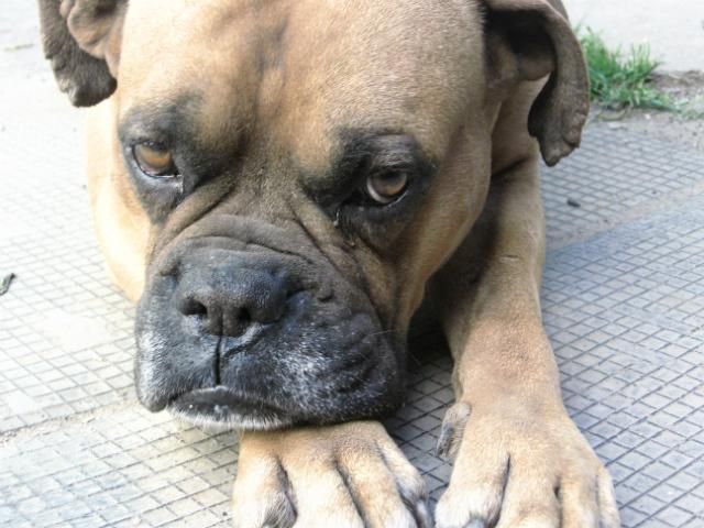 Японку арестовали за жестокое обращение с собаками Японку арестовали за жестокое обращение с собаками