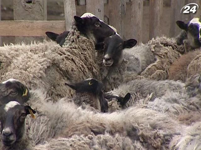 В Україні збільшилось поголів'я кіз та овець