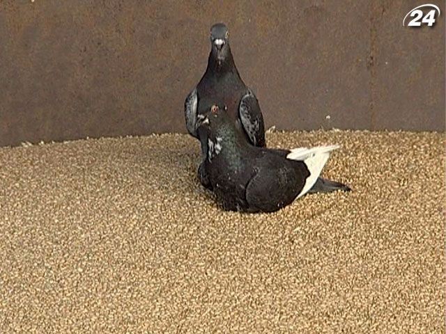 В 2012 году Украина экспортирует 21 миллион тонн зерновых В 2012 году Украина экспортирует 21 миллион тонн зерновых