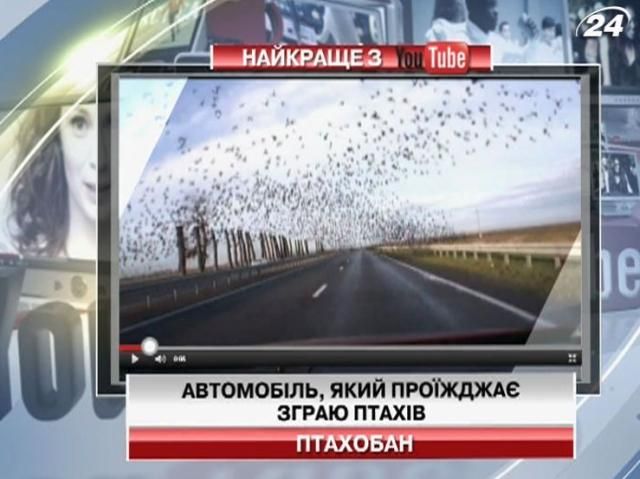 На видео в Youtube стая птиц заполонила автомобиль