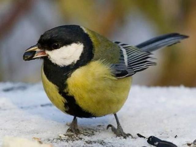 У Латвії місцевих птахів зареєстрували у Twitter (Фото)