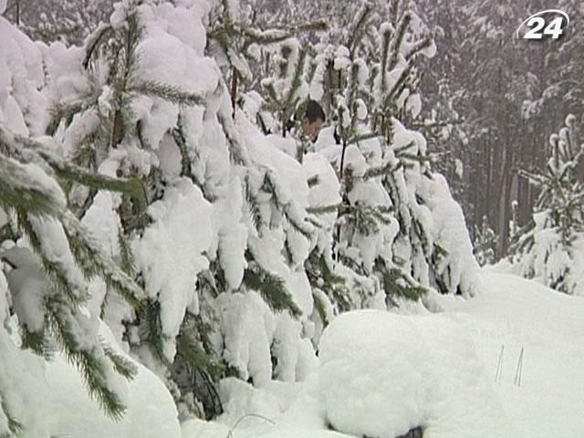 До різдвяного продажу підготували понад мільйон ялинок До різдвяного продажу підготували понад мільйон ялинок