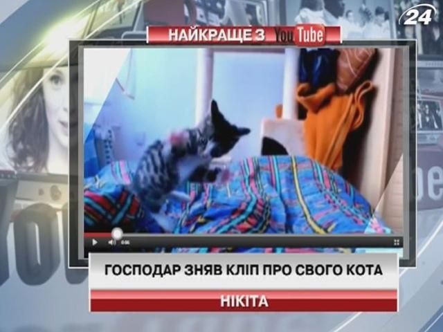 Хозяин снял клип о своем коте