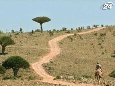 Сокотра - унікальний уламок африканського континенту Сокотра - унікальний уламок африканського континенту