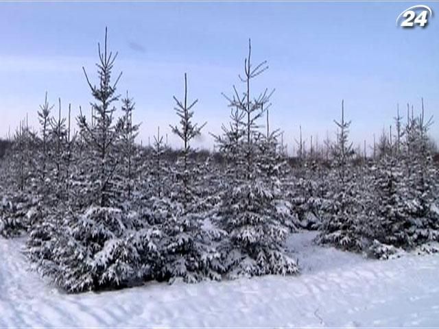 Волынские лесники готовят елки к новогоднему сезону