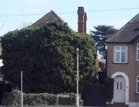 "Дом-плющ" в Великобритании трансформировался в обычный (Фото) "Дом-плющ" в Великобритании трансформировался в обычный (Фото)