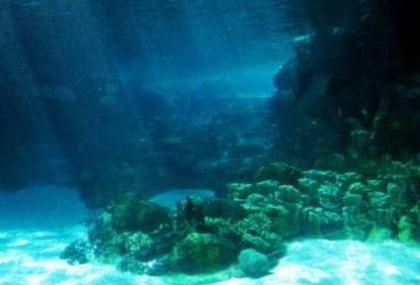 На дне Марианской впадины нашли жизнь На дне Марианской впадины нашли жизнь