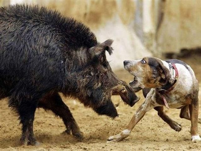 Просто посеред Трускавця дикий кабан напав на двох жінок Просто посеред Трускавця дикий кабан напав на двох жінок