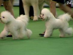 У Києві пройшла міжнародна виставка собак