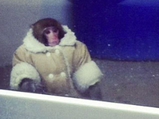 Канадский магазин посетила сбежавшая обезьяна в пальто