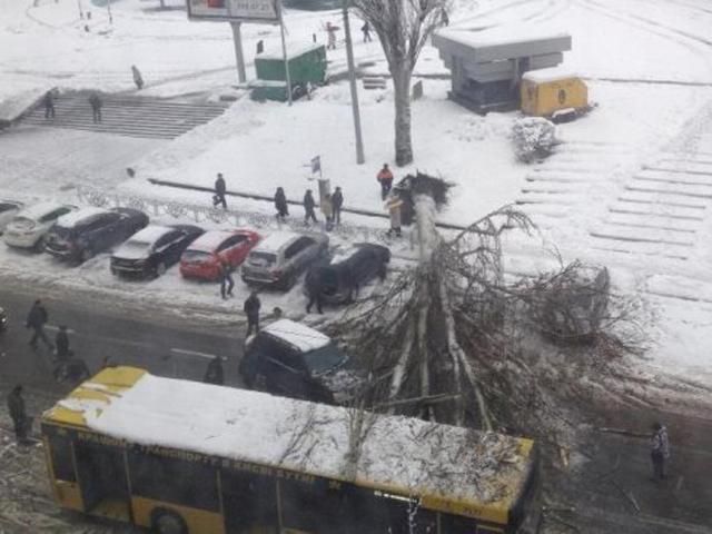 У Києві величезне дерево впало на автобус (Відео)