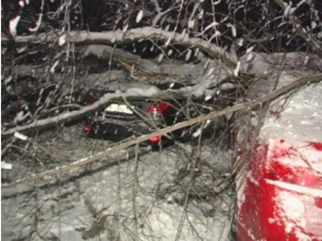 У Києві через негоду стався справжній "деревопад" (Фото) У Києві через негоду стався справжній "деревопад" (Фото)
