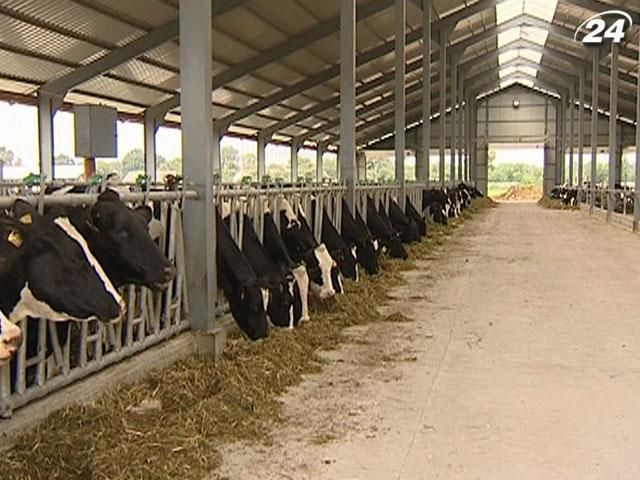 Уряд виділить на тваринництво 650 мільйонів гривень Уряд виділить на тваринництво 650 мільйонів гривень