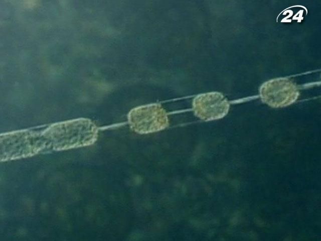 Водорості можуть врятувати світ від глобального потепління Водорості можуть врятувати світ від глобального потепління