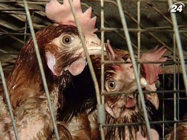 Украина в следующем году увеличит производство мяса птицы на 14-15%