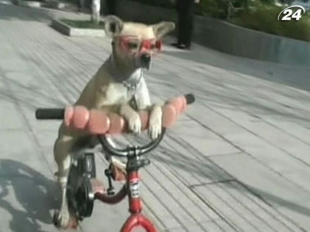 У Китаї спалахнула нова зірка - собака-циркач Дуодуо У Китаї спалахнула нова зірка - собака-циркач Дуодуо