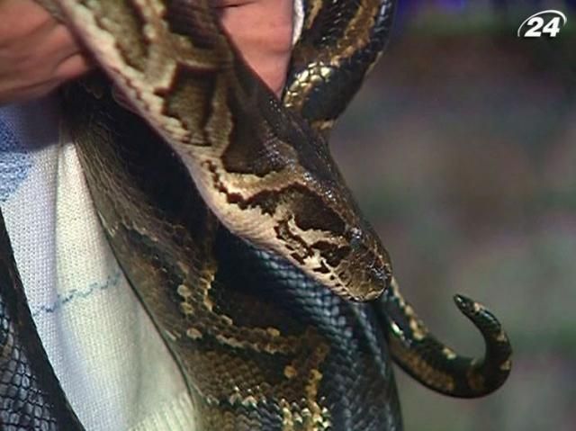 У Севастополі провели конкурс краси серед плазунів У Севастополі провели конкурс краси серед плазунів