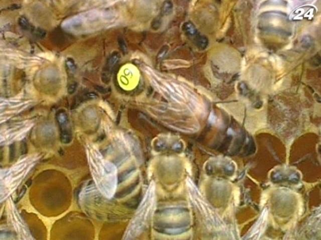 У США та Європі загадково зникають бджоли