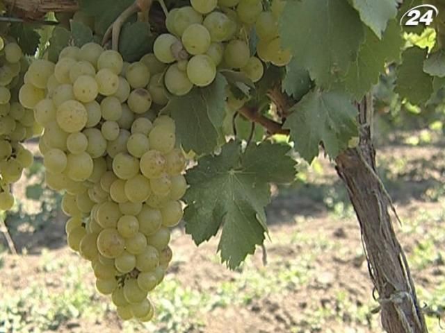 Україна ризикує втратити половину виноградників і фруктових садів