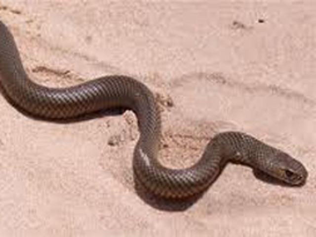 В шкафу 3-летнего малыша нашли ядовитых змей В шкафу 3-летнего малыша нашли ядовитых змей