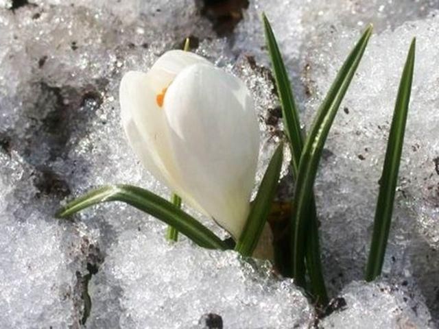 Із 24 грудня в Україні значно потеплішає Із 24 грудня в Україні значно потеплішає