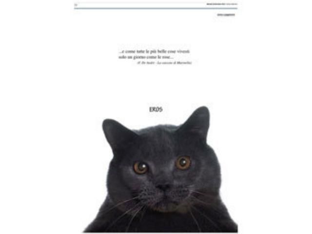 Італійська газета опублікувала некролог кота за 30 тис євро Італійська газета опублікувала некролог кота за 30 тис євро