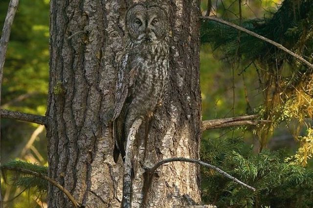 Американець зробив унікальні знімки замаскованих тварин (Фото) Американець зробив унікальні знімки замаскованих тварин (Фото)
