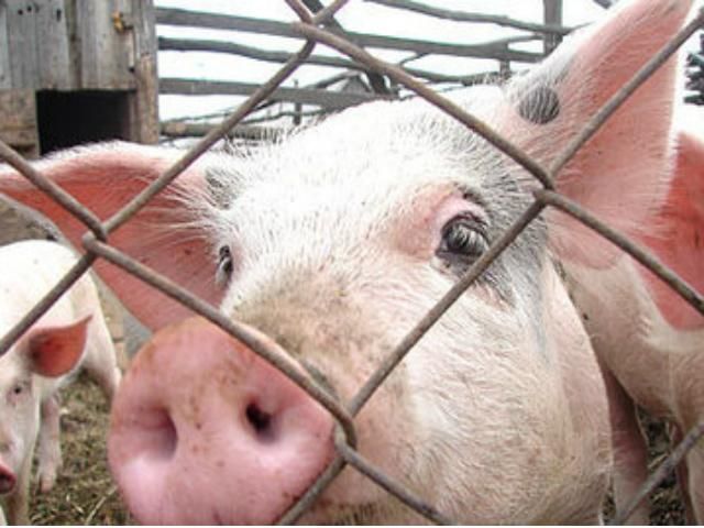 В Крыму во время пожара погибло 148 свиней