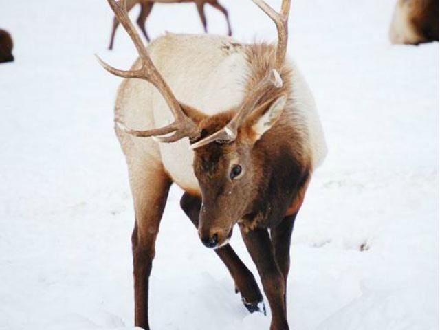 Эксперт определил породу оленей Санты Клауса Эксперт определил породу оленей Санты Клауса