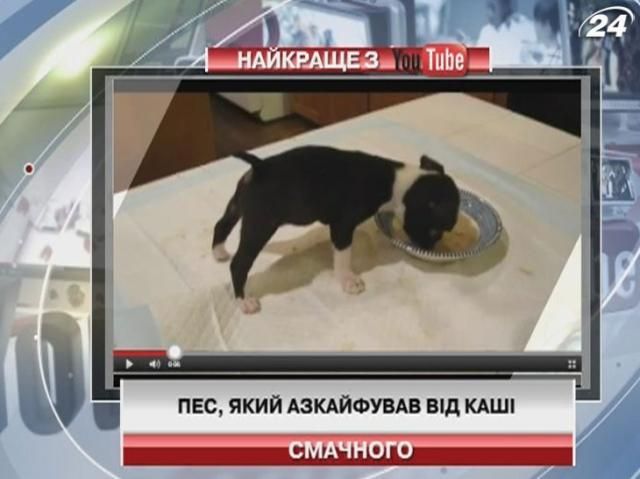 На YouTube можно посмотреть, как собака кайфует от каши