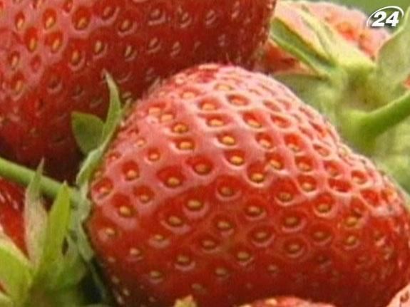 На плантації у Дрездені вирощують понад 360 видів полуниць