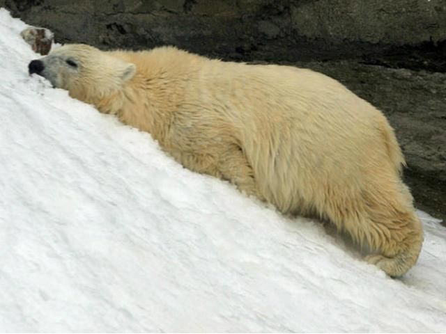 В аргентинском зоопарке умер белый медведь из-за жары