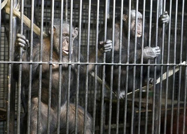 У київському зоопарку тварини перебрались у зимові помешкання (Фото) У київському зоопарку тварини перебрались у зимові помешкання (Фото)