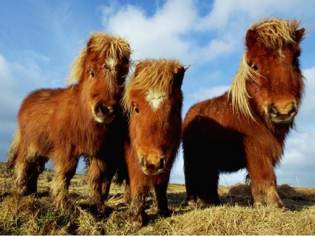 В Австрии женщина похитила пони для своей больной дочери В Австрии женщина похитила пони для своей больной дочери