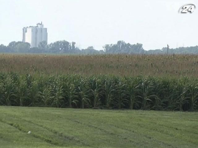 Урожай кукурузы в Китае превысит объем урожая риса Урожай кукурузы в Китае превысит объем урожая риса