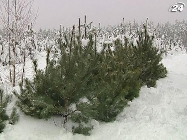 Ежегодно украинцы покупают все меньше живых елок