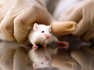 У Чехії з фабрики вкрали 4 тисячі білих мишей