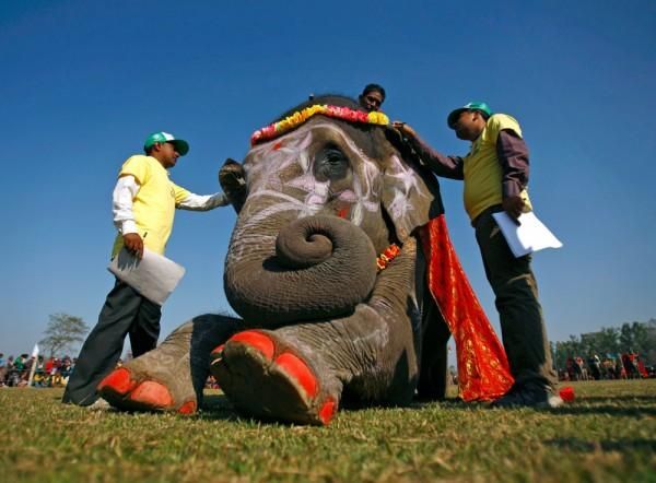 В Непале слоны соревновались в конкурсе красоты В Непале слоны соревновались в конкурсе красоты