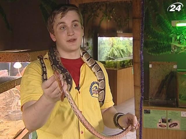 Специалисты считают змей беспроблемными домашними любимцами Специалисты считают змей беспроблемными домашними любимцами