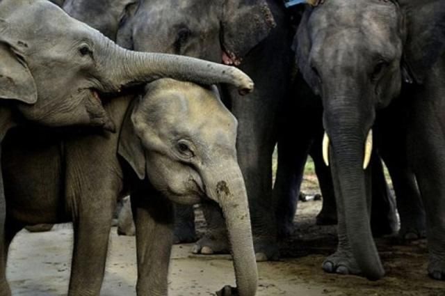 Потяг в Індії врізався у стадо слонів і вбив п'ять тварин Потяг в Індії врізався у стадо слонів і вбив п'ять тварин