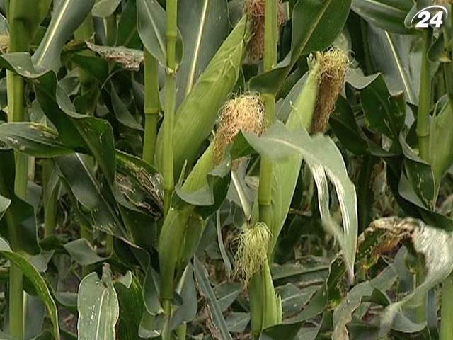 Україна може посісти 2 місце в світі з експорту кукурудзи