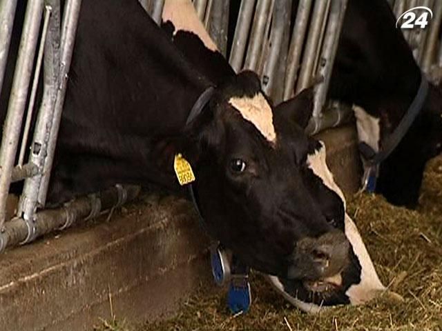 Україні прогнозують збільшення виробництва молока