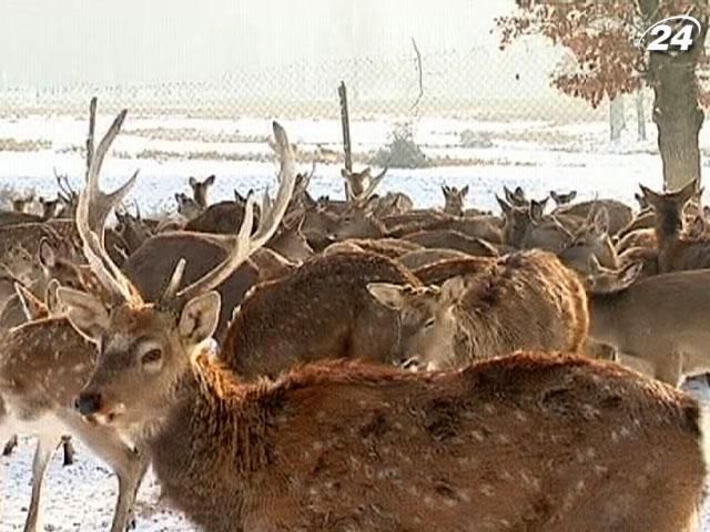 Особлива новорічна атракція – з’їздити на українську оленячу ферму