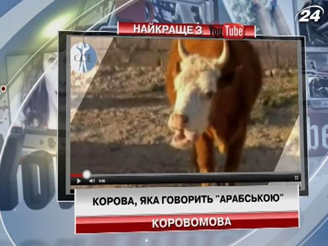 Корова, которая говорит на "арабском"