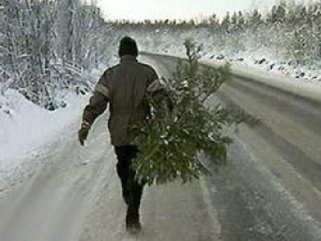 Міліція забрала у браконьєрів ялинок на 2,8 мільйонів гривень Міліція забрала у браконьєрів ялинок на 2,8 мільйонів гривень