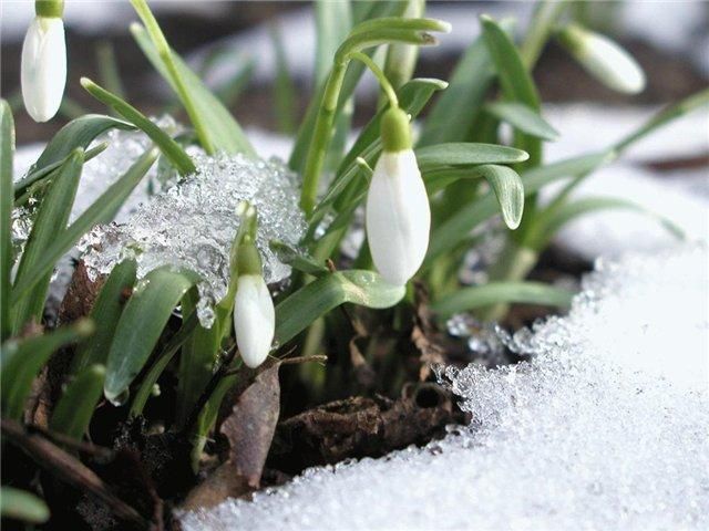 Метеорологи кажуть не чекати швидкої весни