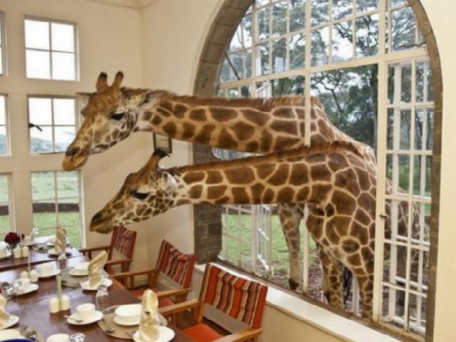 В Кении в одном из отелей живут дружелюбные жирафы (Фото)