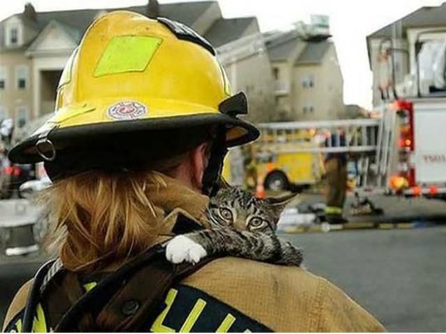 У Великобританії згорів готель для котів У Великобританії згорів готель для котів