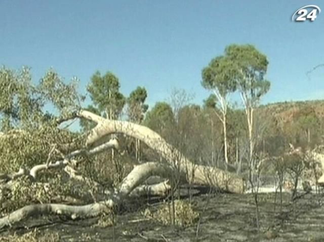 В Австралии сожгли два священных эвкалипта В Австралии сожгли два священных эвкалипта