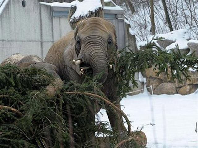 Тваринам з Берлінського зоопарку згодовують новорічні ялинки